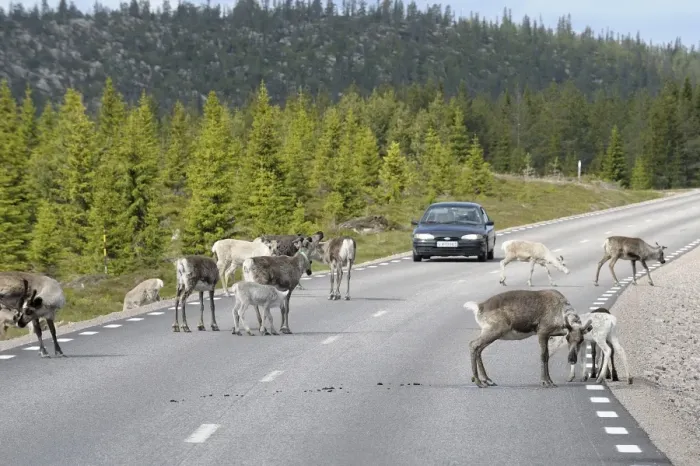Framed Print : Reindeer (Rangifer tarandus) on the road, Northern Norway, Norway, Scandinavia, Europe Framed Print : Reindeer (Rangifer tarandus) on the road, Northern Norway, Norway, Scandinavia, Europe