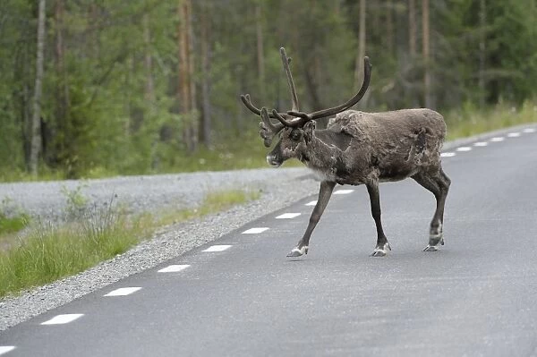 Reindeer (Rangifer tarandus) on the road, Northern Norway, Norway, Scandinavia, Europe