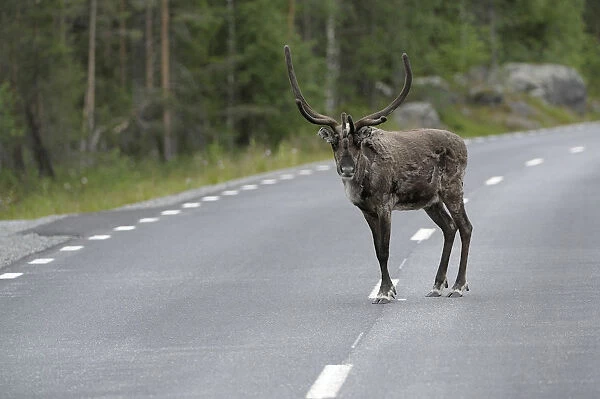 Reindeer (Rangifer tarandus) on the road, Northern Norway, Norway, Scandinavia, Europev
