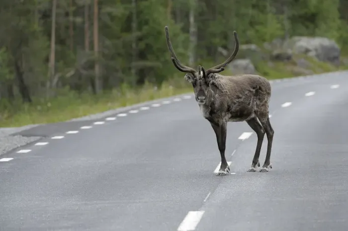 Framed Print : Reindeer (Rangifer tarandus) on the road, Northern Norway, Norway, Scandinavia, Europev Framed Print : Reindeer (Rangifer tarandus) on the road, Northern Norway, Norway, Scandinavia, Europev