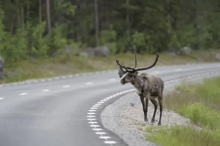 Framed Print : Reindeer (Rangifer tarandus) on the road, Northern Norway, Norway, Scandinavia, Europe