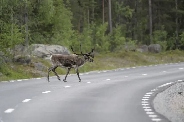 Framed Print : Reindeer (Rangifer tarandus) on the road, Northern Norway, Norway, Scandinavia, Europe Framed Print : Reindeer (Rangifer tarandus) on the road, Northern Norway, Norway, Scandinavia, Europe