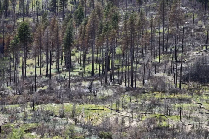 Framed Print : Remains of the forest fire on the outskirts of Yosemite National Park, California, USA Framed Print : Remains of the forest fire on the outskirts of Yosemite National Park, California, USA