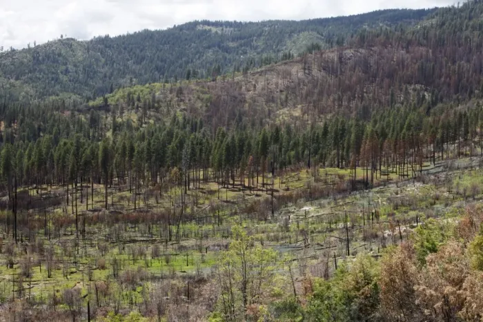 Framed Print : Remains of the forest fire on the outskirts of Yosemite National Park, California, USA