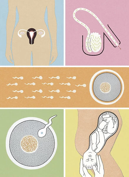 Reproductive Collage