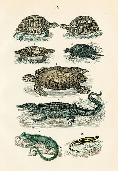 Reptiles, Amphibians: alligator, iguana, greek tortoise, sea turtle engraving 1872