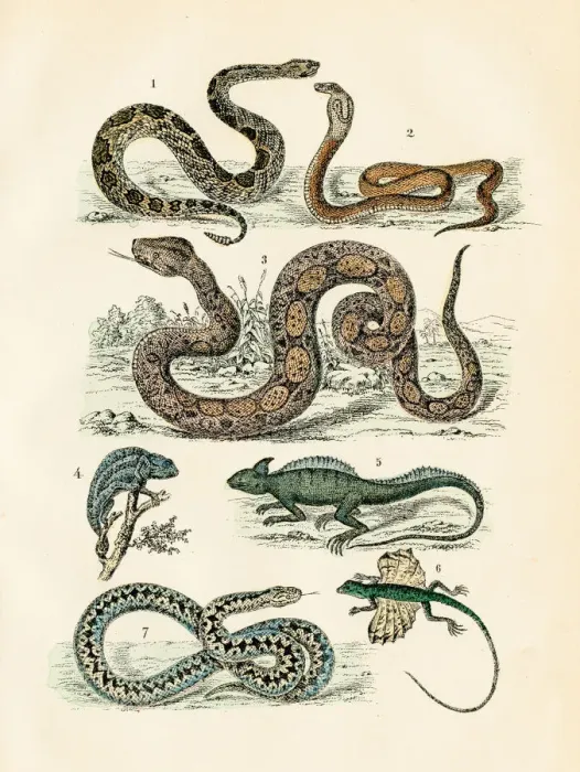 Framed Print : Reptiles: chameleon, flying dragon, basilisk, cobra, rattlesnake engraving 1872 Framed Print : Reptiles: chameleon, flying dragon, basilisk, cobra, rattlesnake engraving 1872