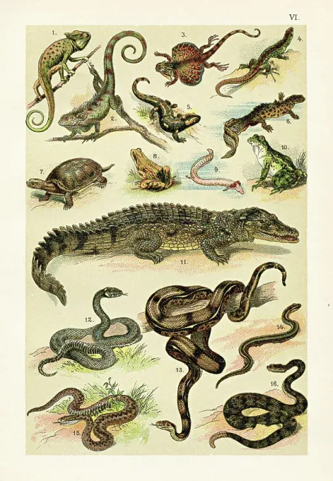 Framed Print : Reptiles:Flying dragon, Frog, Nile crocodile, Grass snake, Rattlesnake, Turtle illustration 1899