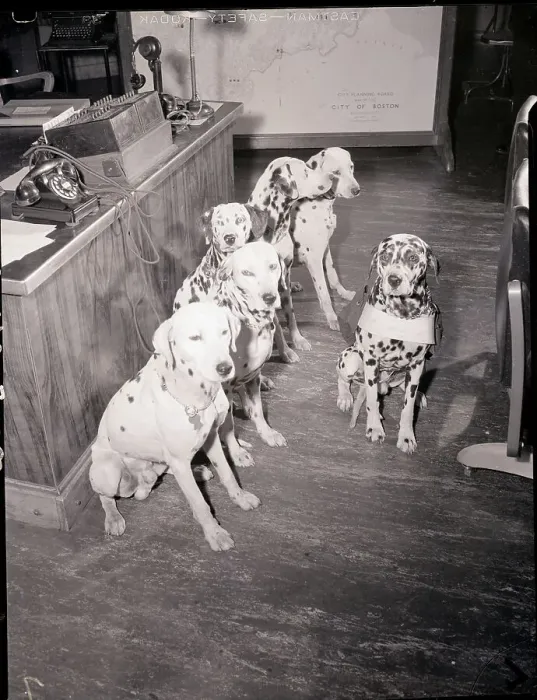 Framed Print : Rescue Dogs Awaiting Their Duty Calls
