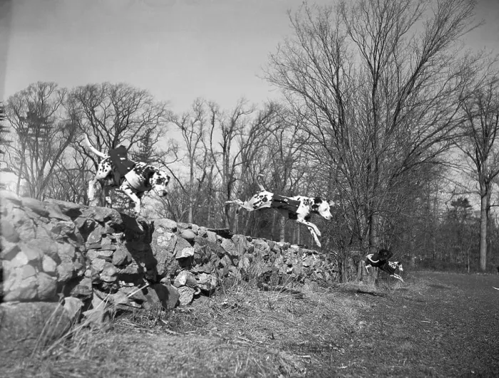 Framed Print : Rescue Dogs Practicing Maneuvers Framed Print : Rescue Dogs Practicing Maneuvers