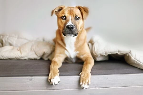 Rescue mutt puppy sitting on bed looking at camera