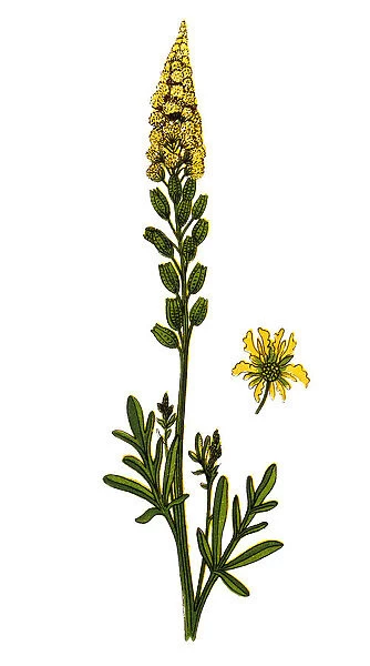 Reseda lutea (yellow mignonette, wild mignonette)