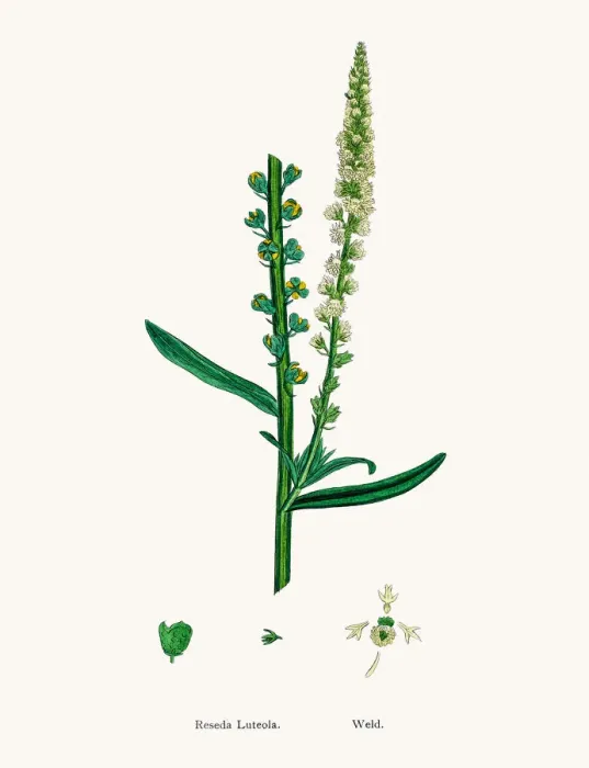 Framed Print : Reseda mignonette plant Framed Print : Reseda mignonette plant