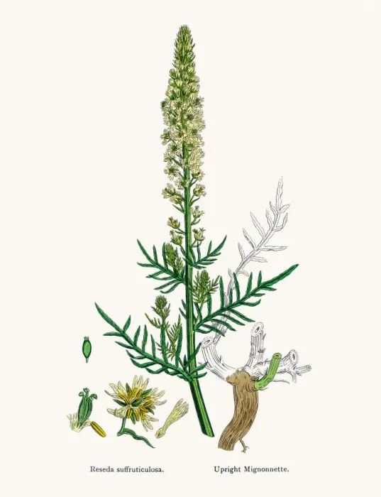 Framed Print : Reseda mignonette plant Framed Print : Reseda mignonette plant
