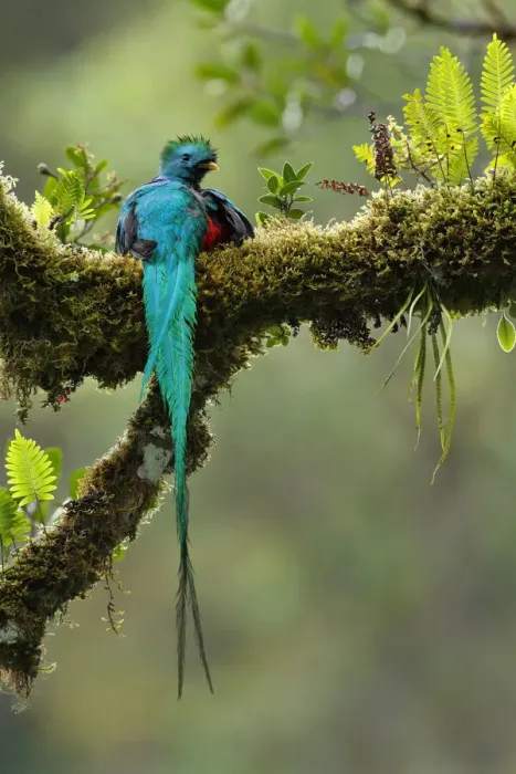 Framed Print : Resplendent Quetzal