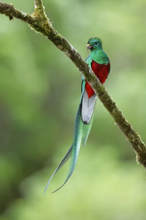 Framed Print : Resplendent Quetzal Framed Print : Resplendent Quetzal