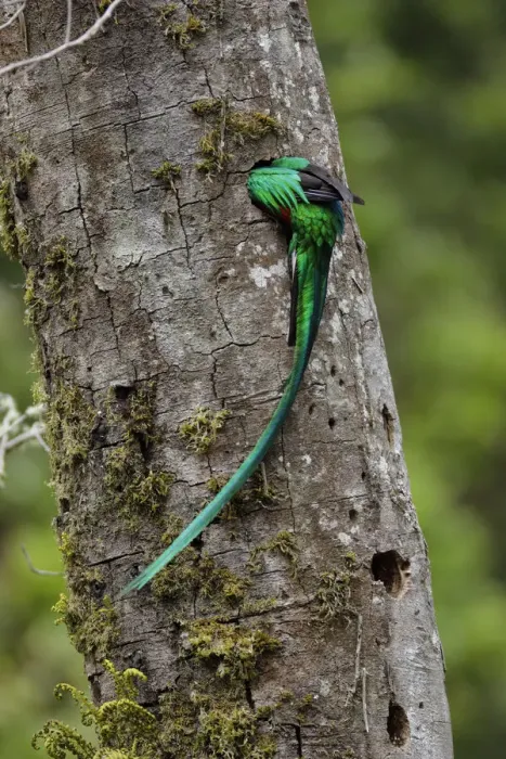 Framed Print : Resplendent Quetzal Framed Print : Resplendent Quetzal