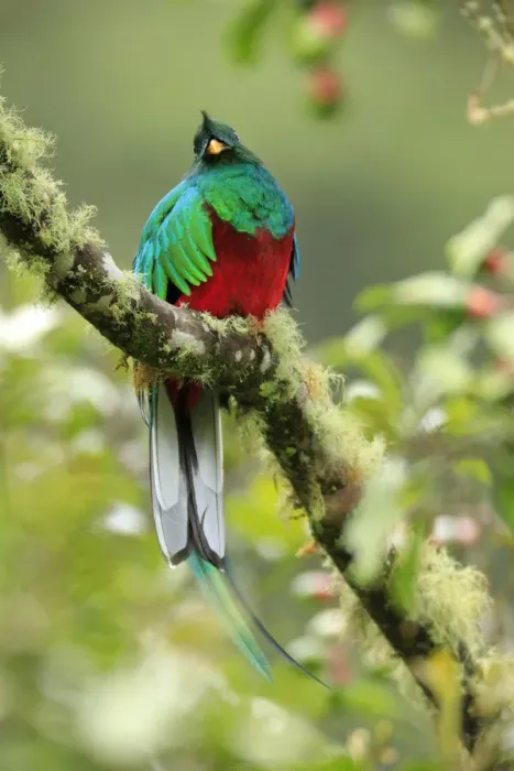 Framed Print : Resplendent Quetzal Framed Print : Resplendent Quetzal