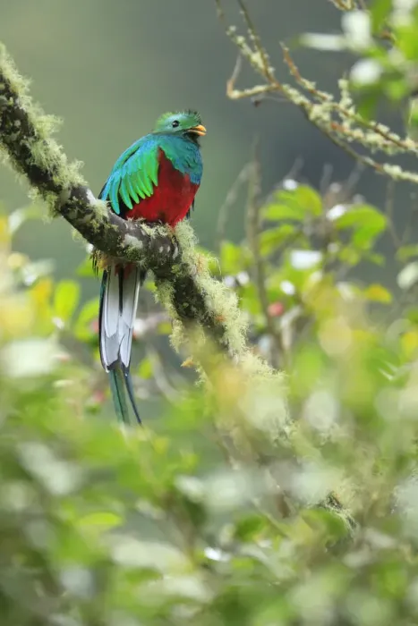 Framed Print : Resplendent Quetzal