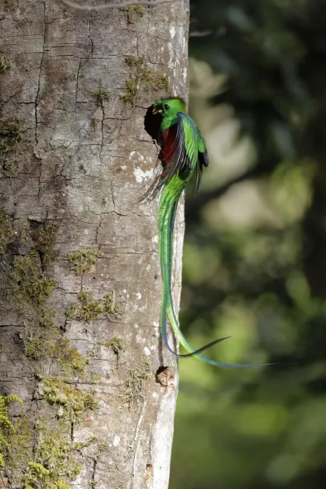 Framed Print : Resplendent Quetzal Framed Print : Resplendent Quetzal