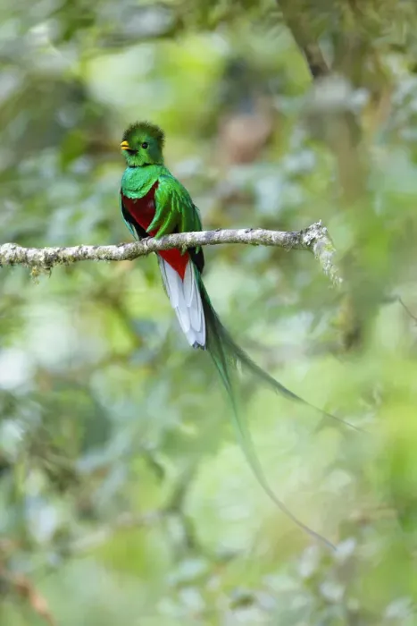 Framed Print : Resplendent Quetzal Framed Print : Resplendent Quetzal
