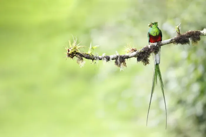 Framed Print : Resplendent Quetzal Framed Print : Resplendent Quetzal