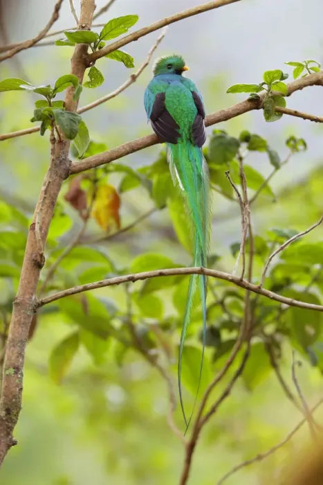 Framed Print : Resplendent Quetzal Framed Print : Resplendent Quetzal