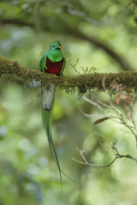 Framed Print : Resplendent Quetzal Framed Print : Resplendent Quetzal