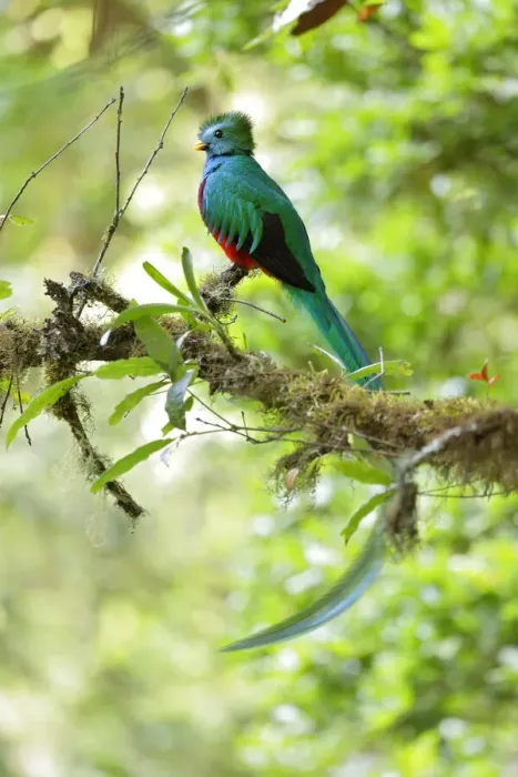 Framed Print : Resplendent Quetzal