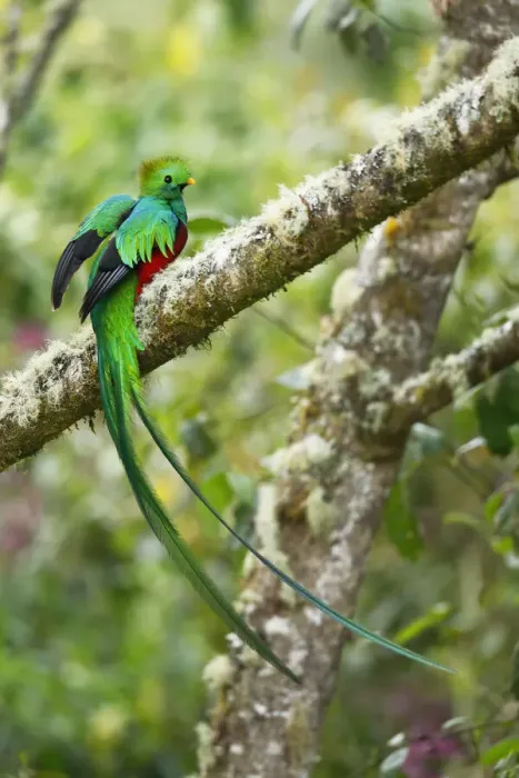 Framed Print : Resplendent Quetzal Framed Print : Resplendent Quetzal