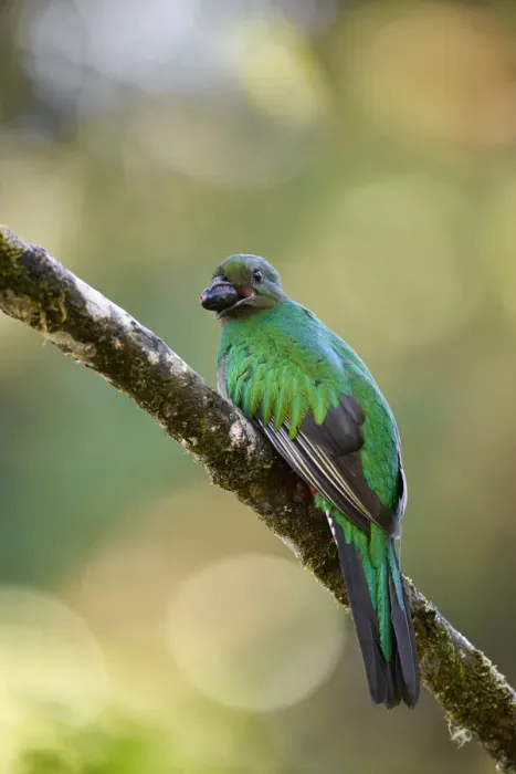 Framed Print : Resplendent Quetzal Framed Print : Resplendent Quetzal