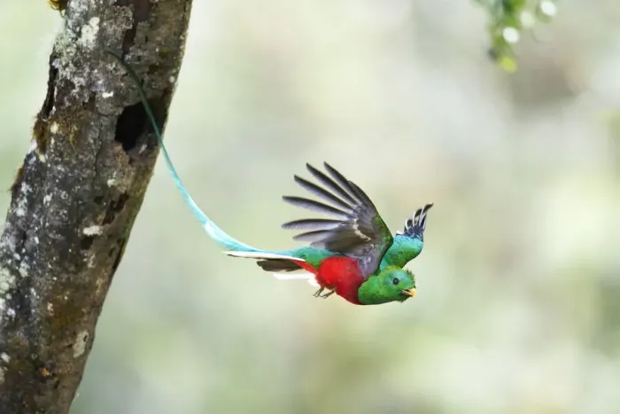 Framed Print : Resplendent Quetzal Framed Print : Resplendent Quetzal
