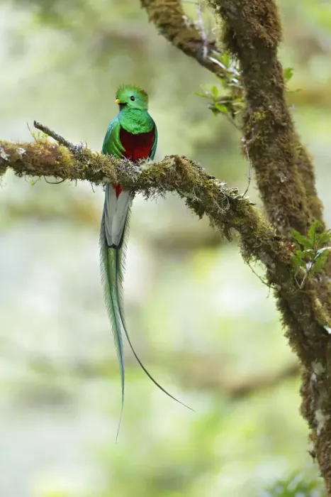 Framed Print : Resplendent Quetzal Framed Print : Resplendent Quetzal