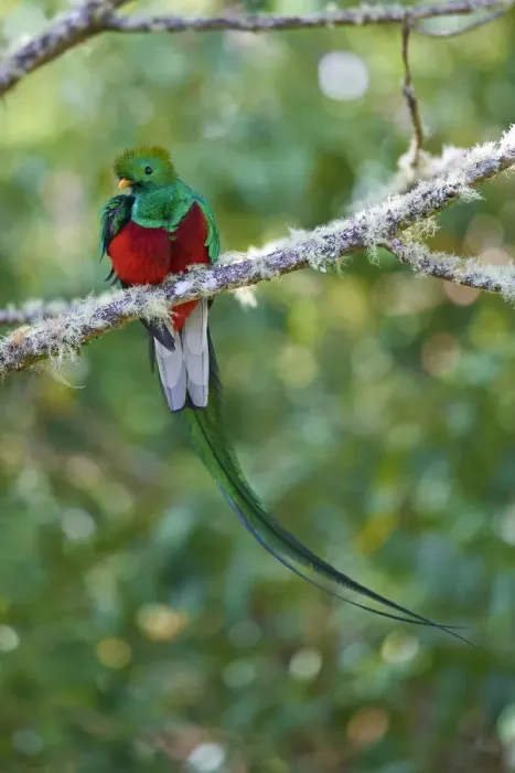 Framed Print : Resplendent Quetzal Framed Print : Resplendent Quetzal