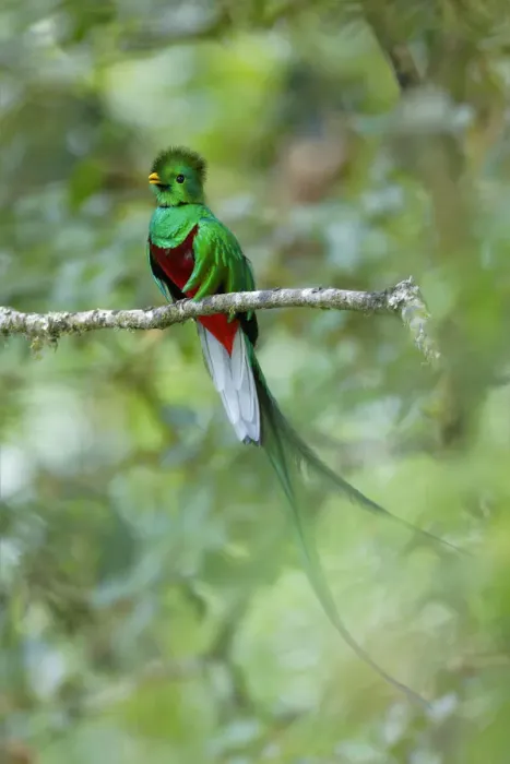 Framed Print : Resplendent Quetzal Framed Print : Resplendent Quetzal