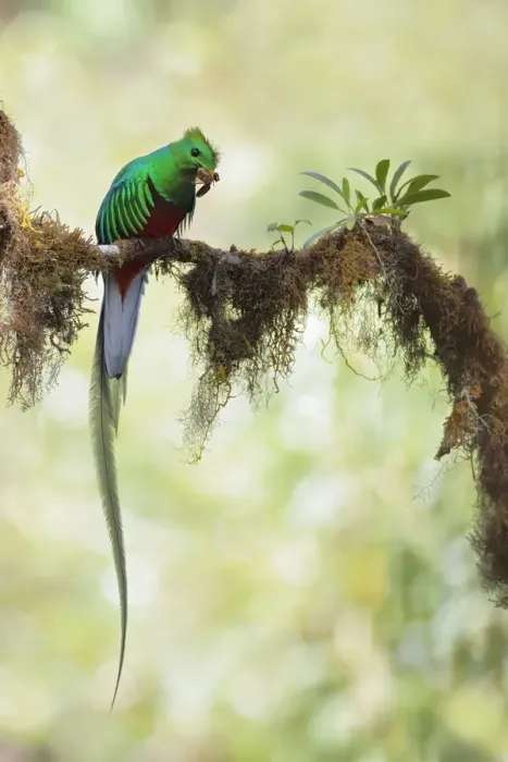 Framed Print : Resplendent Quetzal Framed Print : Resplendent Quetzal