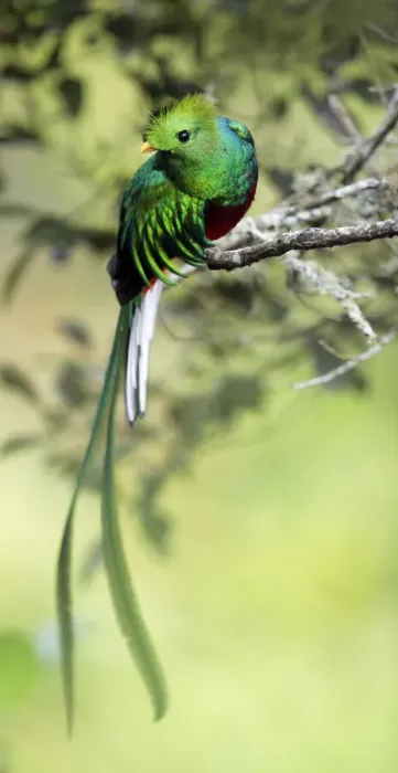 Framed Print : Resplendent Quetzal Framed Print : Resplendent Quetzal