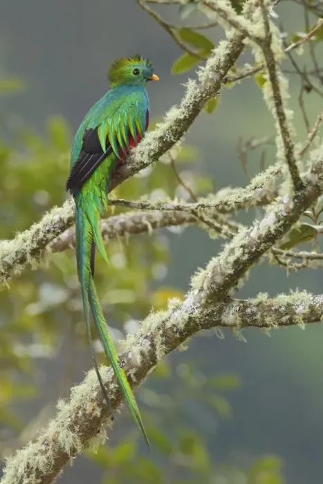 Framed Print : Resplendent Quetzal Framed Print : Resplendent Quetzal