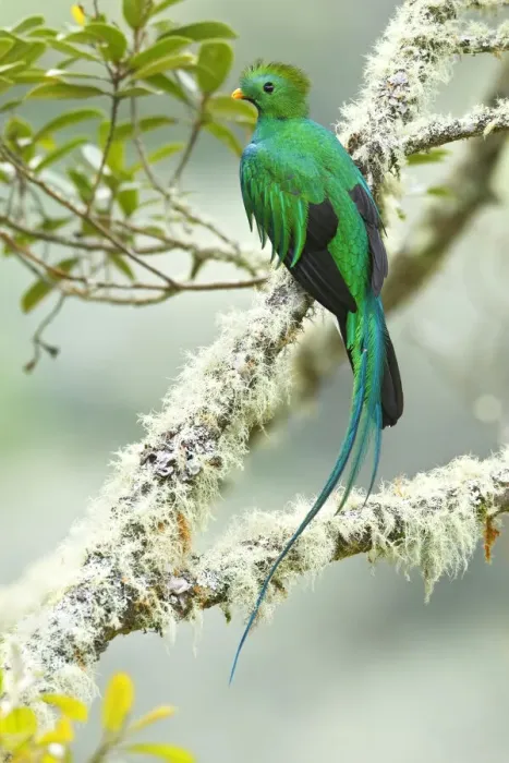Framed Print : Resplendent Quetzal Framed Print : Resplendent Quetzal