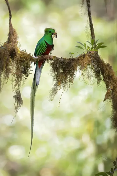 Framed Print : Resplendent Quetzal