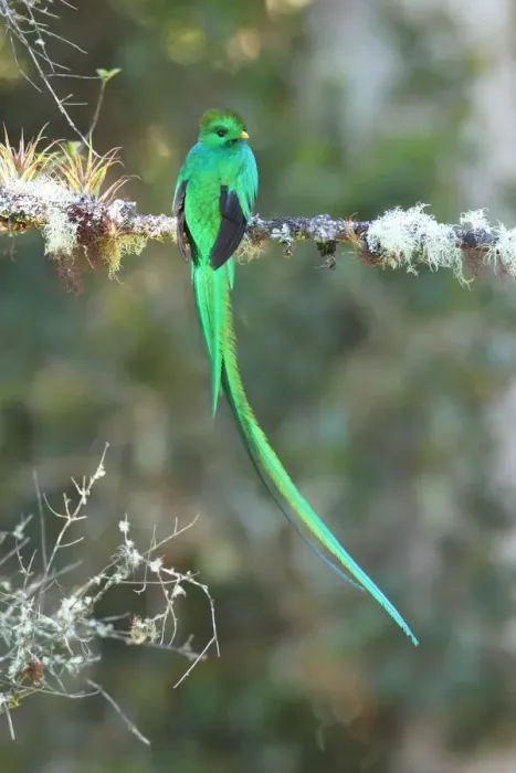 Framed Print : Resplendent Quetzal Framed Print : Resplendent Quetzal
