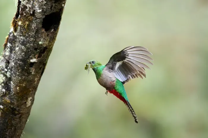 Framed Print : Resplendent Quetzal Framed Print : Resplendent Quetzal