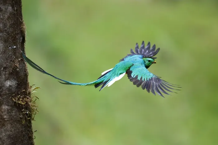 Framed Print : Resplendent Quetzal leaving nest Framed Print : Resplendent Quetzal leaving nest