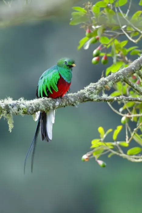 Framed Print : Resplendent Quetzal (Pharomachrus mocinno) Framed Print : Resplendent Quetzal (Pharomachrus mocinno)