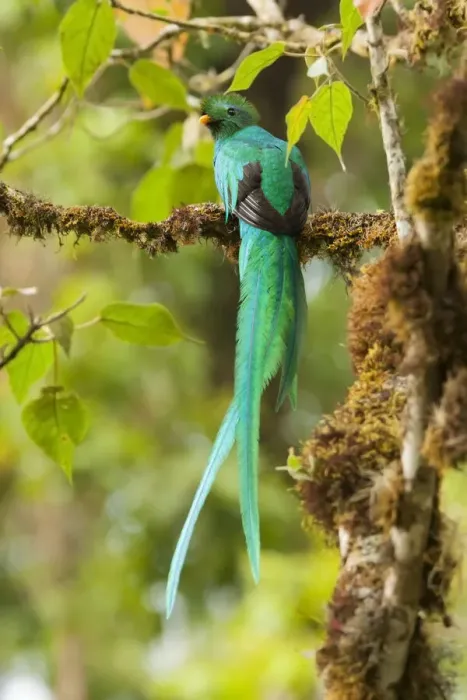 Framed Print : Resplendent Quetzal (Pharomachrus mocinno) male Framed Print : Resplendent Quetzal (Pharomachrus mocinno) male