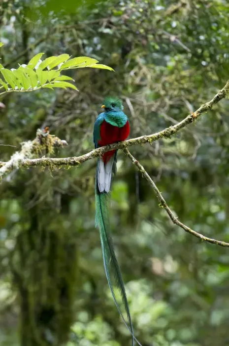 Framed Print : Resplendent Quetzal -Pharomacrus mocinno-, male, San Gerardo de Dota, San Jose Province, Costa Rica, Central America Framed Print : Resplendent Quetzal -Pharomacrus mocinno-, male, San Gerardo de Dota, San Jose Province, Costa Rica, Central America