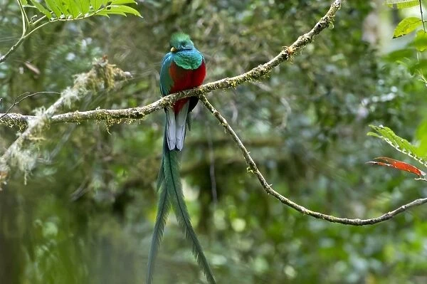 Resplendent Quetzal -Pharomacrus mocinno-, male, San Gerardo de Dota, San Jose Province, Costa Rica, Central America