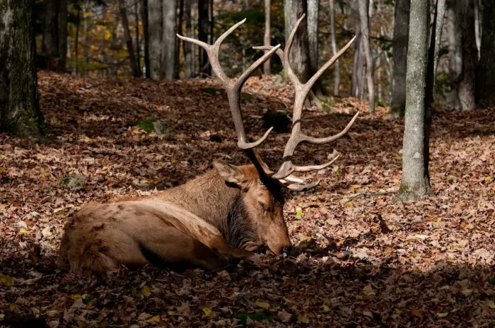 Framed Print : Resting Bull Elk Framed Print : Resting Bull Elk