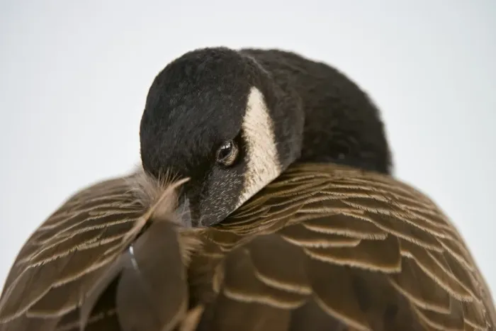 Framed Print : Resting Canada Goose Framed Print : Resting Canada Goose