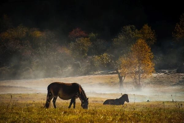 Resting horses in grass field